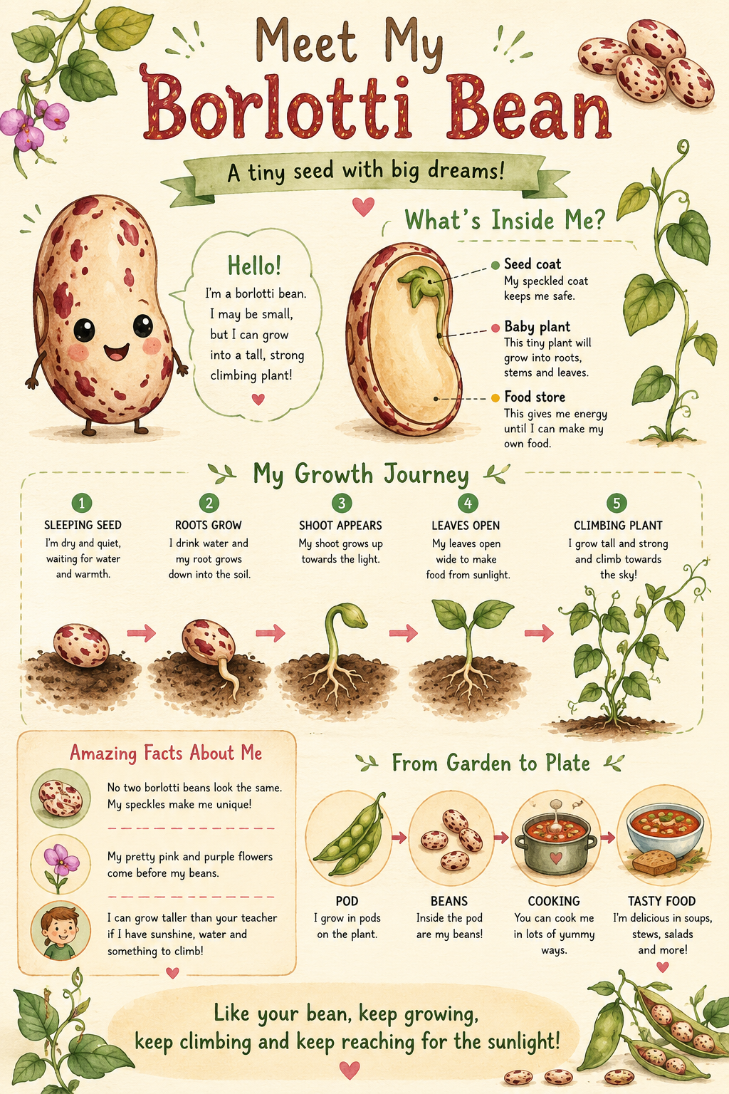 Borlotti bean infographic showing the bean's anatomy, growth journey, amazing facts, and the journey from garden to plate